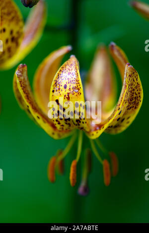 Lilium martagon Megan, Lilie, Lilien, Orange, Gelb, Blume, Blumen, Stauden, Sommer, Schatten, Schatten, Türken Kappe, RM Floral Stockfoto