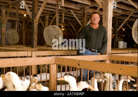 Izzy Yanay, Gründer und Vice President von Hudson Valley Foie Gras, stellt unter Stifte holding Enten am Bauernhof in Ferndale, USA, 16. März 2006. Stockfoto