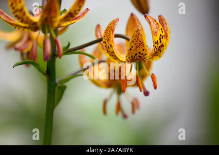 Lilium martagon Megan, Lilie, Lilien, Orange, Gelb, Blume, Blumen, Stauden, Sommer, Schatten, Schatten, Türken Kappe, RM Floral Stockfoto