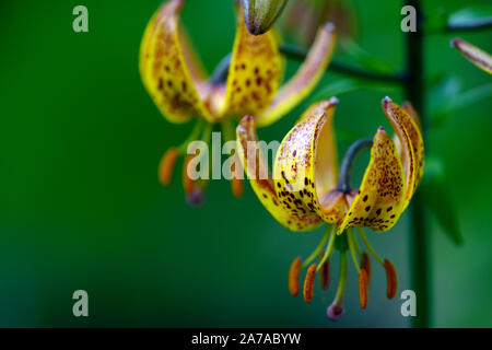 Lilium martagon Megan, Lilie, Lilien, Orange, Gelb, Blume, Blumen, Stauden, Sommer, Schatten, Schatten, Türken Kappe, RM Floral Stockfoto