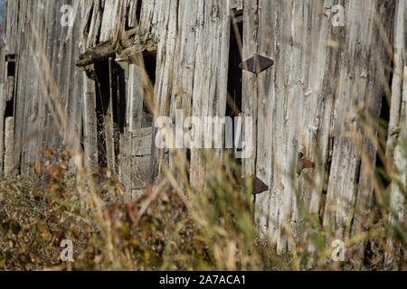 Alte Scheune in Unkräuter baufälligen Zustand sonnigen Tag tamworth Ontario Stockfoto