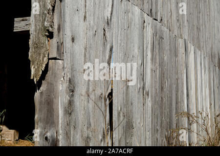 Alte Scheune in Unkräuter baufälligen Zustand sonnigen Tag tamworth Ontario Stockfoto