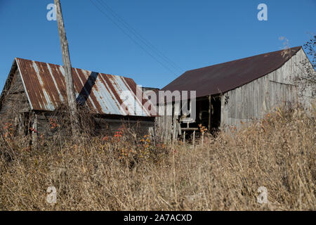 Alte Scheune in Unkräuter baufälligen Zustand sonnigen Tag tamworth Ontario Stockfoto