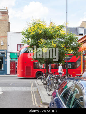 Blühende goldenen Regen oder Stolz von Indien Baum (Koelreuteria paniculata), Street, Stoke Newington, Hackney, London N 16. Stockfoto