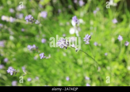 Close-up von Lavendel Pflanzen mit einem Lavendel Blume im Fokus Stockfoto