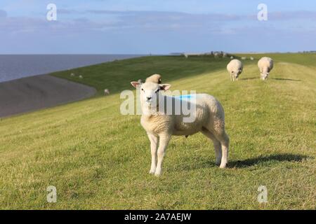 Weiße Schafe am Deich in der Nähe von das Wattenmeer in den Niederlanden Stockfoto