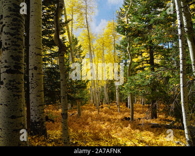 Die Schönheit eines Flagstaff, Arizona Wald im Herbst mit dem leuchtenden Gelb der wechselnden Aspen verlässt. Stockfoto