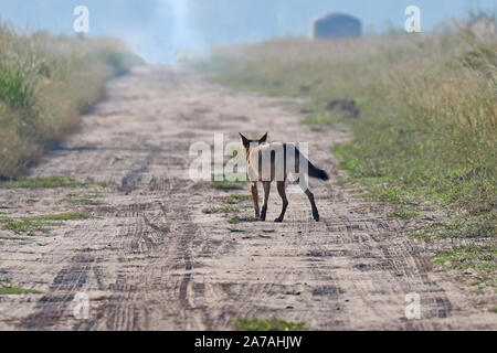 Eine seltene Sichtung einer gefährdeten Roten Wolf in North Carolina, den seltensten Wolf in der Welt Stockfoto