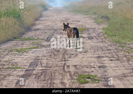 Eine seltene Sichtung einer gefährdeten Roten Wolf in North Carolina, den seltensten Wolf in der Welt Stockfoto