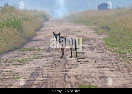 Eine seltene Sichtung einer gefährdeten Roten Wolf in North Carolina, den seltensten Wolf in der Welt Stockfoto