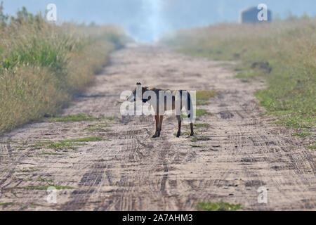 Eine seltene Sichtung einer gefährdeten Roten Wolf in North Carolina, den seltensten Wolf in der Welt Stockfoto