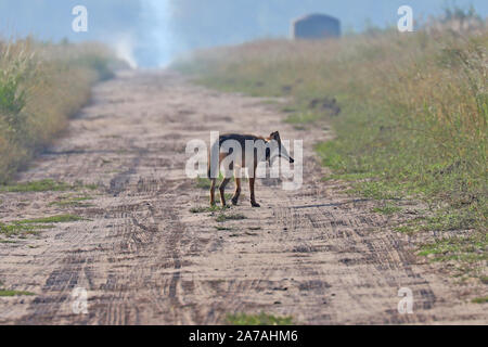 Eine seltene Sichtung einer gefährdeten Roten Wolf in North Carolina, den seltensten Wolf in der Welt Stockfoto