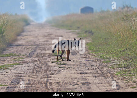 Eine seltene Sichtung einer gefährdeten Roten Wolf in North Carolina, den seltensten Wolf in der Welt Stockfoto