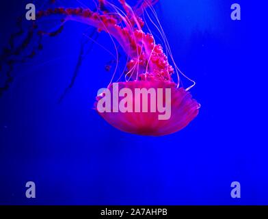 Quallen in einem Aquarium mit rosa Licht Stockfoto