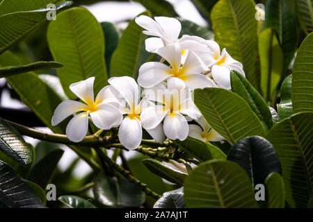 Plumeria Blumen in voller Blüte im Sommer Stockfoto