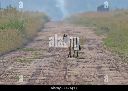 Eine seltene Sichtung einer gefährdeten Roten Wolf in North Carolina, den seltensten Wolf in der Welt Stockfoto