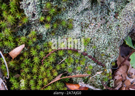 Polytrichum Moos wächst im Herbst Stockfoto