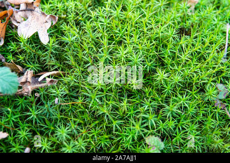 Polytrichum Moos wächst im Herbst Stockfoto