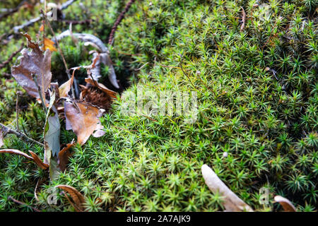Polytrichum Moos wächst im Herbst Stockfoto