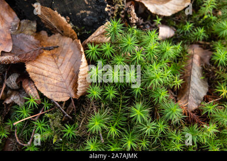 Polytrichum Moos wächst im Herbst Stockfoto