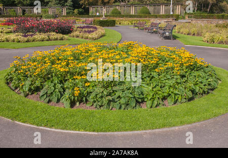 Eine Masse Anpflanzung von rudbeckien Goldsturm in einem großen Blumenbeet. Eine gelb blühende Staude, die vollständig winterhart Stockfoto