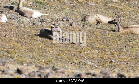 Dickhornschafe ruht im Sommer Wärme auf Mt Washburn in Yellowstone Stockfoto