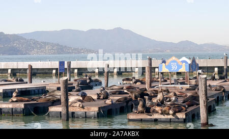 Weite Einstellung der kalifornischen Seelöwen am Pier 39 in San Francisco Stockfoto