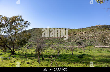 Panorama von einem grünen Hügel und Glade im Norden Israels im Winter Stockfoto