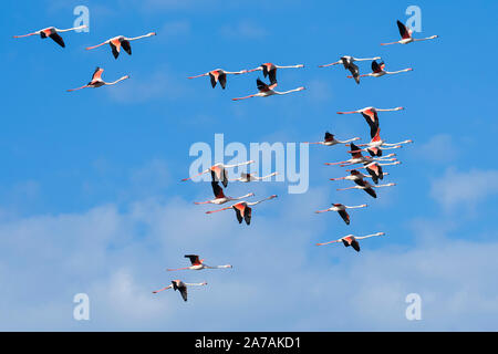 Flamingos (Phoenicopterus Roseus), Camargue, Anfang Mai, Frankreich, von Dominique Braud/Dembinsky Foto Assoc Stockfoto