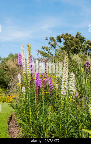 Büschel der Liatris spicata floristan violette und weiße Blütenrispen in Blüte eine vollkommen winterhart Staude, die für Stauden und gemischte Grenzen gut ist Stockfoto