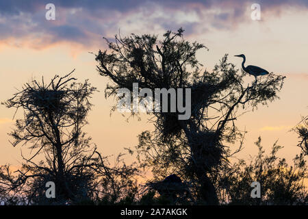 Graureiher (Ardea cinerea) Nesting, Pont-de-Gau Ornithologischen Park, Camargue, Frankreich von Dominique Braud/Dembinsky Foto Assoc Stockfoto