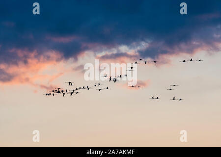 Flamingos (Phoenicopterus Roseus), Camargue, Anfang Mai, Frankreich, von Dominique Braud/Dembinsky Foto Assoc Stockfoto