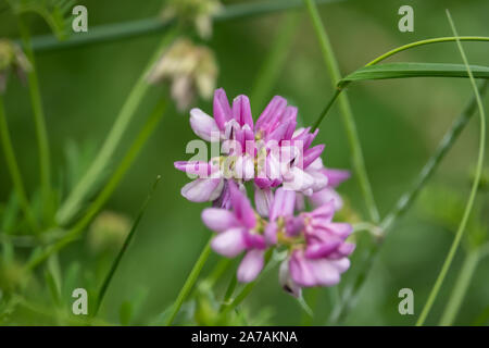 Lila Krone Vetch Blumen in voller Blüte im Frühling Stockfoto