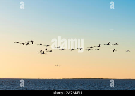 Flamingos (Phoenicopterus Roseus), Camargue, Anfang Mai, Frankreich, von Dominique Braud/Dembinsky Foto Assoc Stockfoto