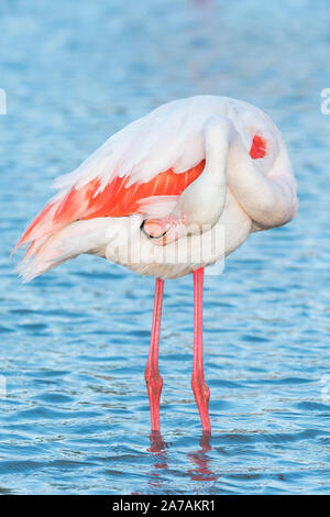 Mehr flamingo Putzen (Phoenicopterus Roseus), Camargue, Frankreich, Anfang Mai, von Dominique Braud/Dembinsky Foto Assoc Stockfoto