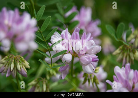 Lila Krone Vetch Blumen in voller Blüte im Frühling Stockfoto