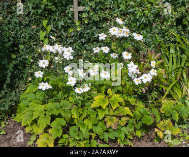 Anemone japonica Japanische Anemone Anemone x hybrida Honorine Jobert mit vielen Blumen in einer Grenze wächst.. Stockfoto