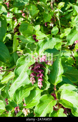 Leycesteria formosa Himalayan Geißblatt. Ein aufrechter Strauch mit weißen Blüten vom Sommer bis Anfang Herbst und ist Voll winterhart. Stockfoto