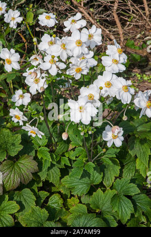 Anemone japonica Japanische Anemone Anemone x hybrida Honorine Jobert mit vielen Blumen in einer Grenze wächst.. Stockfoto