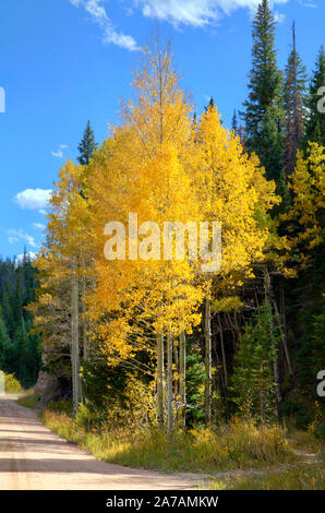 Beben Aspen Bäume, beleuchtet von der Sonne in den späten Nachmittag. Stockfoto