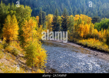 Cache la Poudre Fluß Kurse durch steht von Aspen und blau Bäume im nördlichen Colorado Rocky Mountains Fichte. Stockfoto