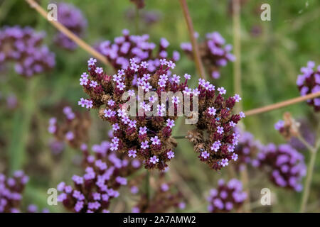 Purpletop vervain Blumen in voller Blüte Stockfoto