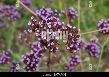 Purpletop vervain Blumen in voller Blüte Stockfoto