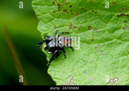 Red Backed Jumping Spider auf Blatt Stockfoto