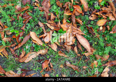 Nasse browning Blätter auf Schafgarbe Achillea millefolium und Gras Boden direkt Geschossen oberhalb im Herbst Stockfoto