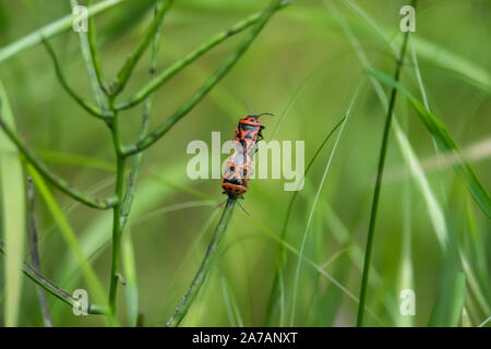 Rotkohl Bugs Paarung auf Blatt im Frühling Stockfoto