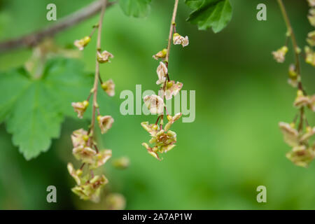 Rote Johannisbeere Blumen in voller Blüte im Frühling Stockfoto