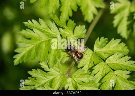 Red Mason Bee auf Blatt im Frühling Stockfoto