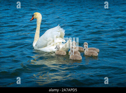 Für Enten und Gänse, der Schwan ist ein großer, weißer Vogel, der auf dem Wasser Fütterung auf Pflanzen unter der Oberfläche schwimmt sowie kleine Insekten etc. Stockfoto