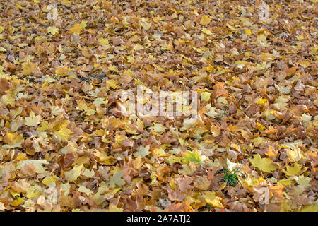 Gelb trocken Ahorn Blätter Hintergrund. Im Herbst, wenn die Blätter von den Bäumen fallen. Blätter unter den Bäumen auf dem Bürgersteig in der Stadt. Stockfoto